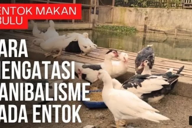 Segera Atasi Sebelum Rugi: Faktor Penyebab Kanibalisme pada Entok di Peternakan dan Langkah-langkah Mengatasinya