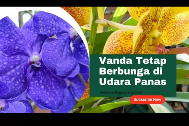 Trik Jitu Agar Anggrek Vanda Tetap Berbunga Pada Hawa Panas Lebih Dari 30 Derajat Celcius, Ternyata Ini Kuncinya