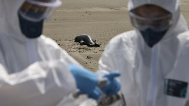 FOTO: Akhir Tragis Anjing dan Singa Laut Brasil Gara-gara Flu Burung