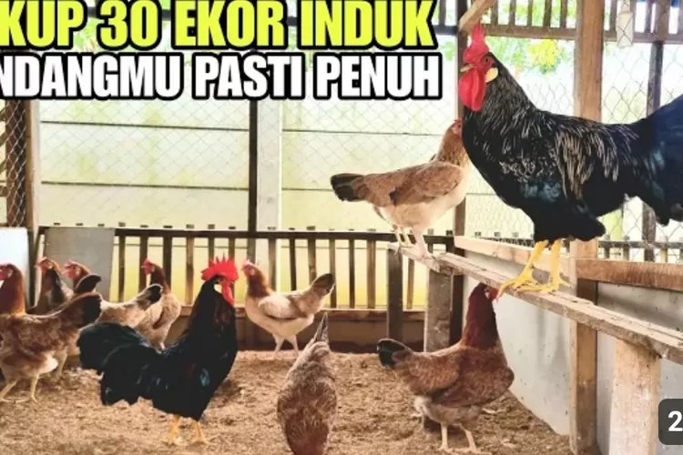 Kreatif Banget ! Trik Strategi Peternakan Ayam Rumahan: Meningkatkan Produksi dengan Perhatian pada Pengelolaan dan Pakan