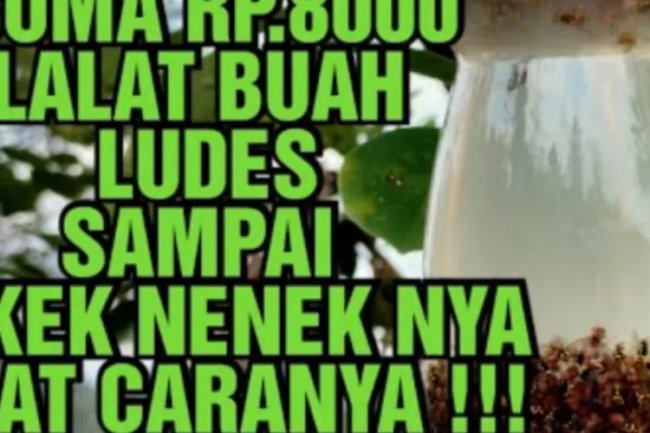 Ide Kreatif: Cara Membuat Perangkap Lalat Buah dari Botol Aqua, Solusi Paling Murah dan Ampuh