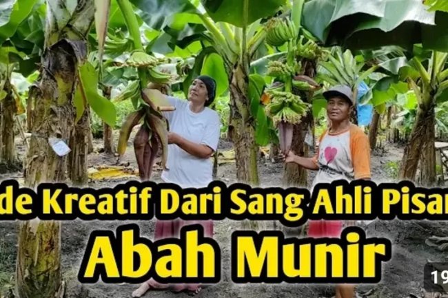 Petani Kreatif ! Inovasi Brilliance Abah Munir: Kiat Sukses dalam Membudidayakan Pisang di Banyuwangi