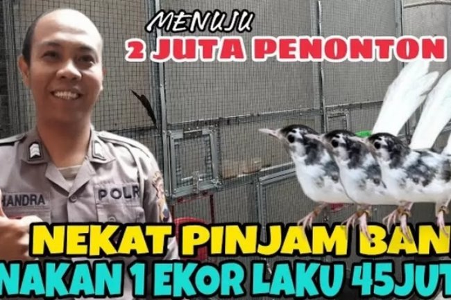 Sukses Ternak Burung Murai Batu Mutasi Panda Hingga Merambah Pasar Internasional