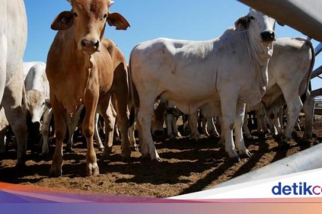 Ogah Tergantung dengan Australia, RI Bidik Sapi dari Negara Ini
