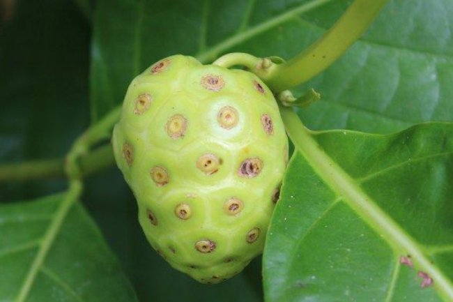 Minum Jus Mengkudu Bisa Menurunkan Gula Darah, Cocok untuk Diet Pasien Diabetes