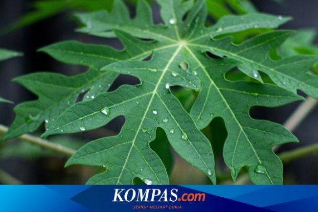 Potensi Manfaat Daun Pepaya untuk Menurunkan Gula Darah Penderita Diabetes