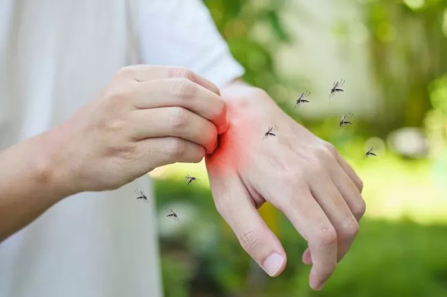 Heboh Nyamuk Wolbachia Disebut Bisa Merusak Otak dan Sebabkan Kanker, Peneliti UGM Riris Andono: Hoax Konspirasi