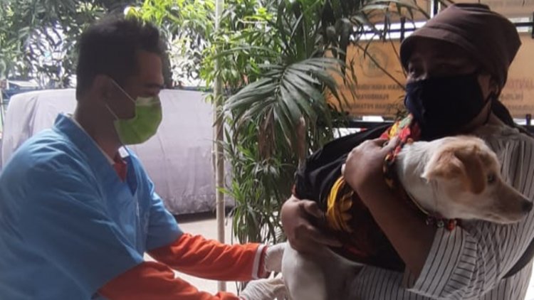 Korban Tewas Akibat Rabies di Timor Tengah Selatan Bertambah Jadi 14 Orang