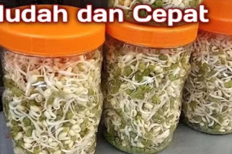 Begini Cara Membuat Toge Cepat Anti Gagal, Hanya 2 Hari Sudah Jadi, Cocok Untuk Ide Usaha, Pasti Sukses dan Dapat Cuan Besar