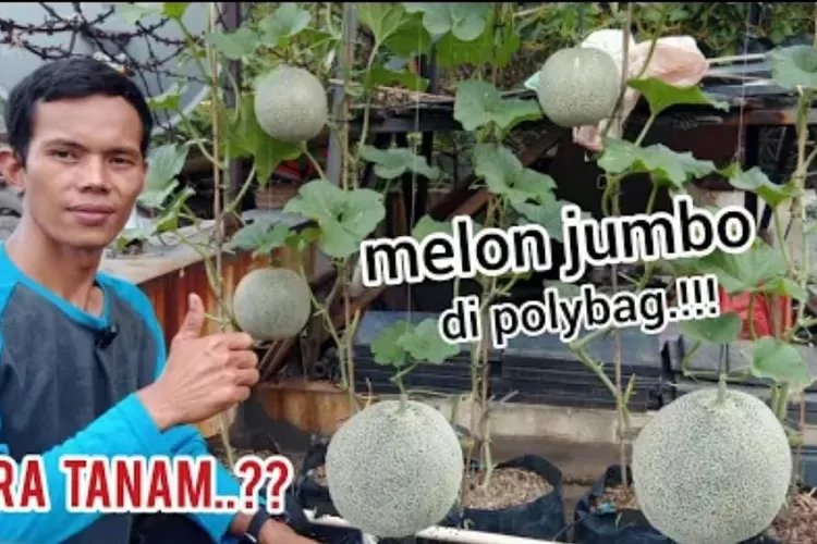 Cara Ini Terbukti Berhasil: Tips Menanam Melon di Polybag Agar Berbuah Jumbo, Proses Semai Sampai Panen Ada di Sini