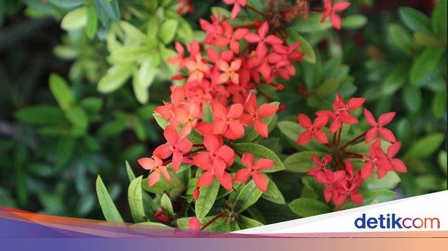 Arti Bunga Asoka, Bunga Cantik yang Kaya Manfaat