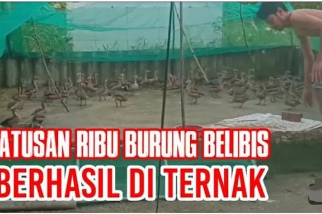 Praktis Beternak Burung Blibis dan Cara Membaca Beternak Sukses Sampai Puluhan Ribu Ekor
