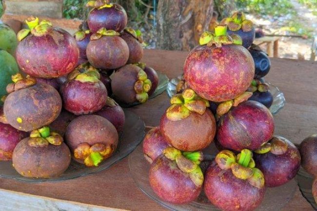Simak 11 Manfaat Buah Manggis tuk Kesehatan Warga Maluku, Salah Satunya Bikin Makin Pintar