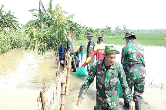 Anak Bengawan Solo Meluap, Tanggul Jebol di Desa Kacangan Lamongan
