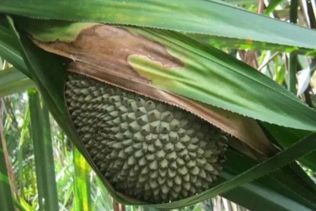 Woromo! Buah Khas Papua yang Mirip dengan Nangka, Bagaimana Rasanya?