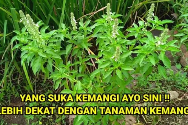 Tanaman Kemangi, Lalapan Dengan Wangi Khas yang Sangat Mudah Ditanam