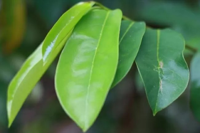 Jangan Sepelekan Daun Sirsak, Berikut Ini 5 Manfaat Daun Sirsak untuk Kesehatan