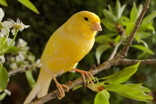 Penyebab Kenari Macet Bunyi dan Solusi Mengatasinya