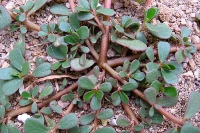 Krokot, Rahasia Dibalik Suara Merdu Burung Kenari