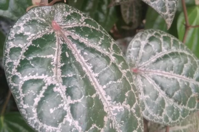 6 Langkah dan Cara Membuat Rebusan Daun Sirih Merah yang Ampuh  Sembuhkan Penyakit Ginjal Hingga Diabetes