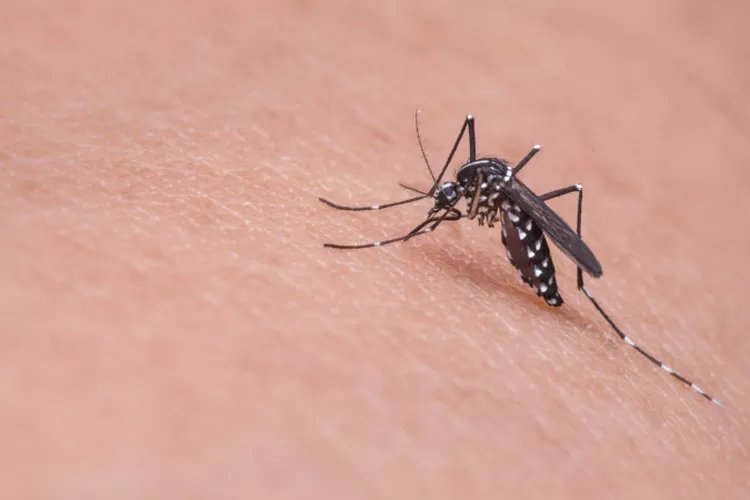 Benarkah Nyamuk Lebih Tertarik pada Golongan Darah O? Simak Penjelasannya Berdasar Hasil Penelitian