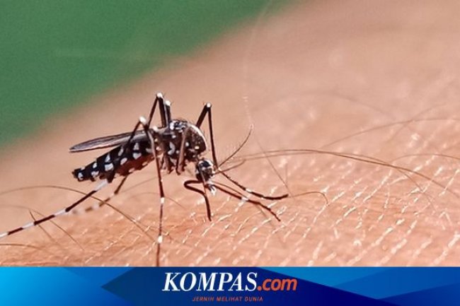 Apakah Vaksin DBD Gratis? Berikut Penjelasannya...