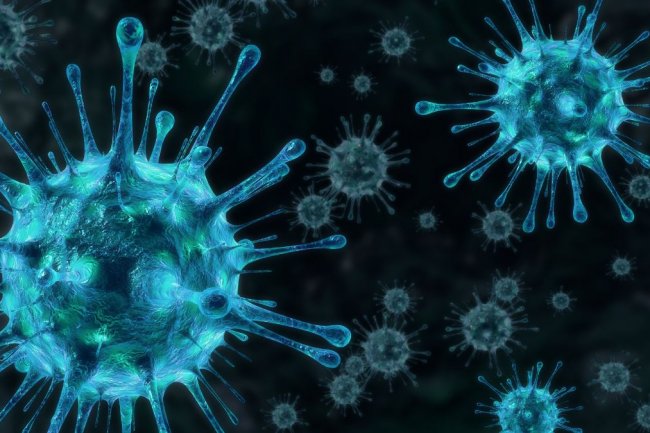 Mengenal Virus Oropouche yang Akibatkan Kematian di Brasil