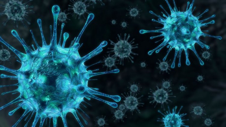 Mengenal Virus Oropouche yang Akibatkan Kematian di Brasil