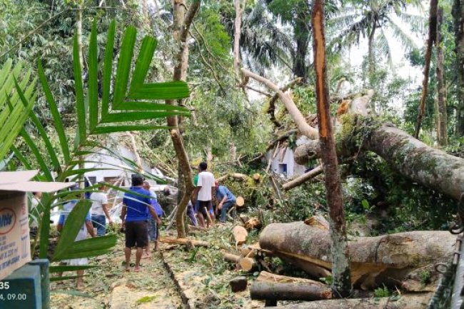 Pohon Bulu Raksasa Tumbang Timpa Makam Sunan Giri Kencana dan Sunan Antasangin di Banjarnegara