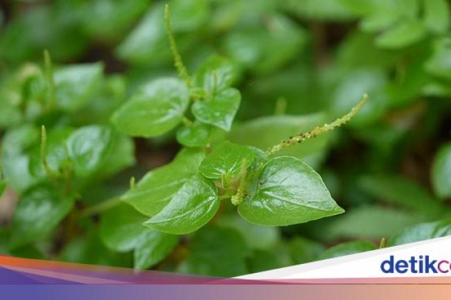 Cara Konsumsi Sirih Cina yang Manjur Redakan Gejala Asam Urat-Radang Sendi