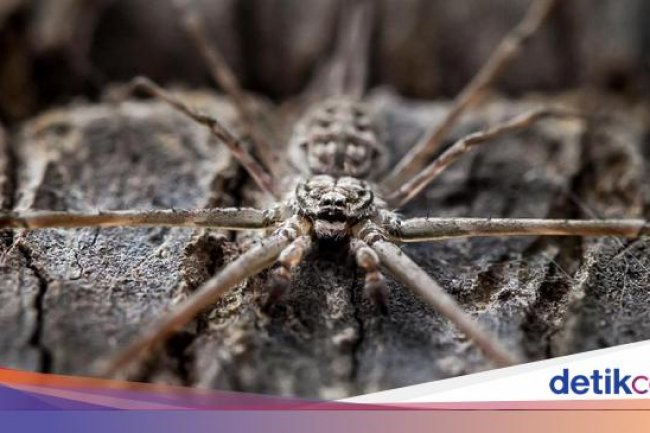 10 Fenomena Aneh yang Pernah Turun dari Langit