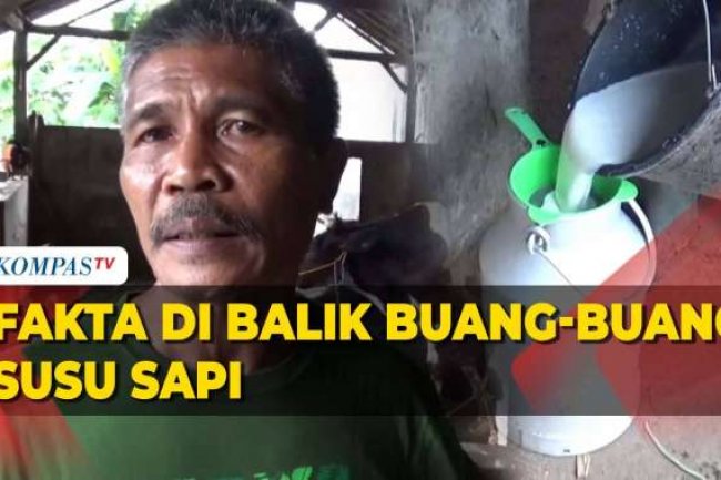 Curhat Peternak dan Pengepul Susu dari Peristiwa Buang Susu di Boyolali