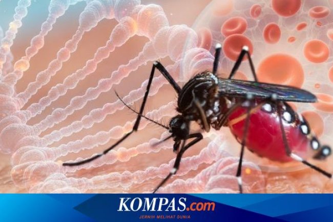 Waspada Demam Berdarah di Musim Hujan, Ahli Anjurkan 3M dan Vaksinasi