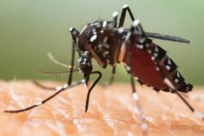 Mengenali Perbedaan Gejala Demam Berdarah Dengue dan Tifus