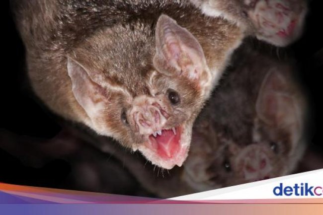 Bukan dari Karbohidrat, Ini Sumber Energi Utama Kelelawar Vampir Pemakan Darah