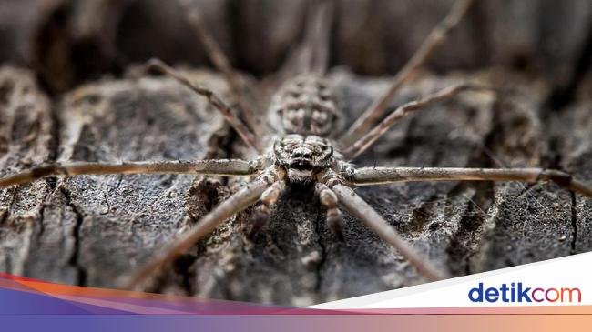 10 Fenomena Aneh yang Pernah Turun dari Langit