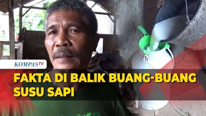 Curhat Peternak dan Pengepul Susu dari Peristiwa Buang Susu di Boyolali