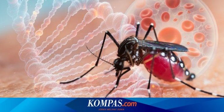 Waspada Demam Berdarah di Musim Hujan, Ahli Anjurkan 3M dan Vaksinasi