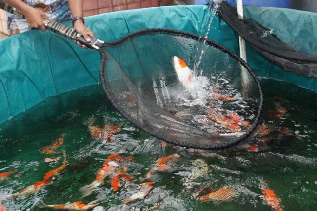 BRIN Kembangkan Vaksin Ikan untuk Jaga Kesehatan Hasil Budi Daya
