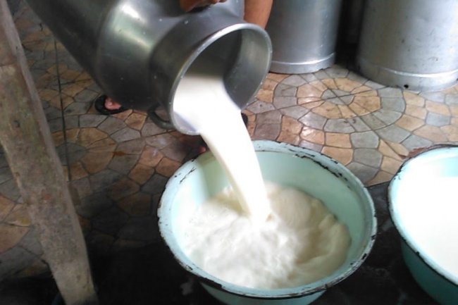 Hati-hati ! Mengkonsumsi Susu Mentah Akan Berpotensi Tertular Virus Influenza dari Sapi