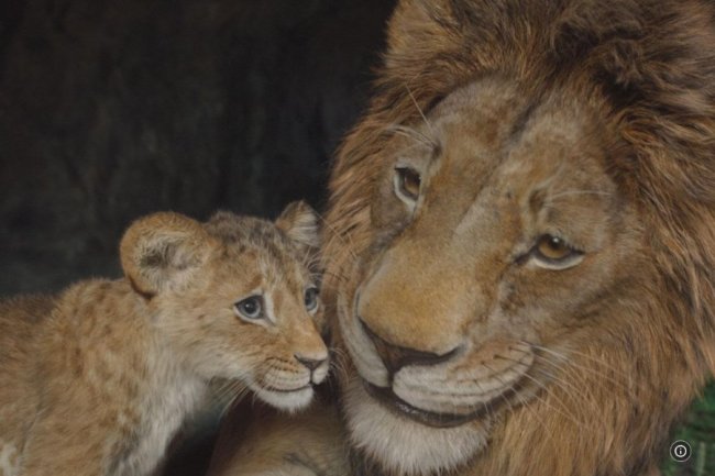 Sinopsis dan Fakta Menarik Film ‘MUFASA: THE LION KING’, Ceritakan Masa Muda Sang Raja Singa