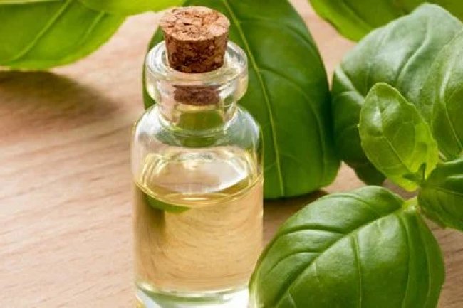 Evaluasi Farmakologi Molekuler Supresi DNA Gyrase pada Komponen Minyak - Universitas Airlangga Official Website