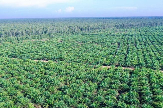 Walhi Ungkap Dampak Kebijakan Internasional Terhadap Ekspansi Sawit di Indonesia