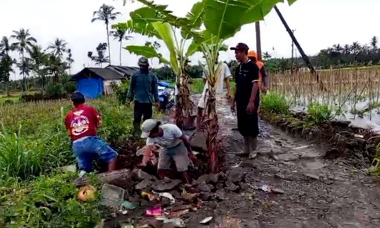 Ditengarai Sengaja Rusak Jalan Desa, Sejumlah Warga Sidomulyo Jember Dilaporkan Polisi