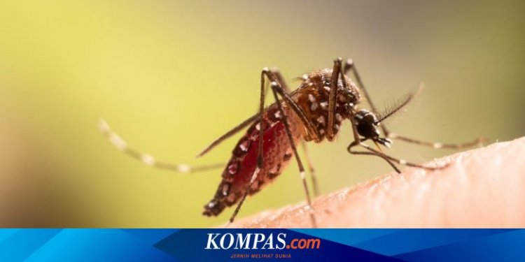 Kematian akibat DBD di Bandung Naik 3 Kali Lipat