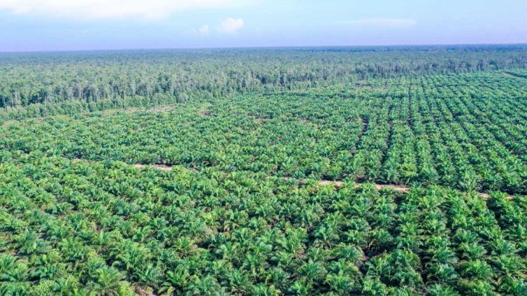 Walhi Ungkap Dampak Kebijakan Internasional Terhadap Ekspansi Sawit di Indonesia