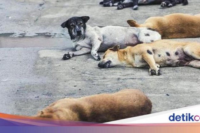Pemilik Restoran di Vietnam Meninggal Setelah Masak Daging Anjing Rabies