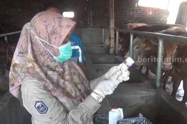 Peternak di Jombang Terpukul Wabah PMK: 31 Sapi Disembelih, 11 Mati Mendadak