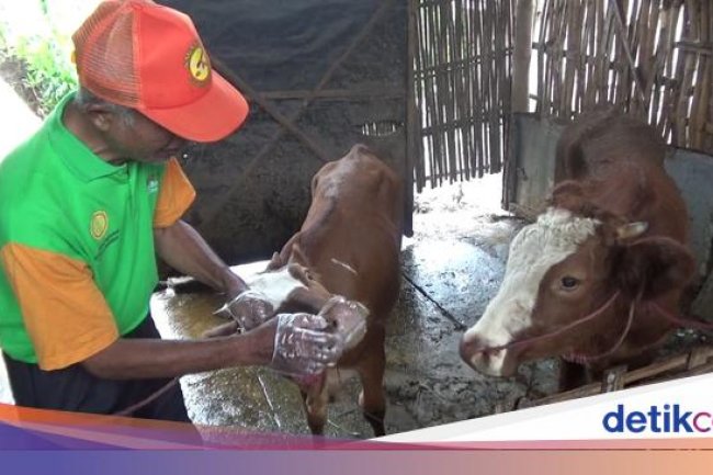 Dokter Hewan Kunjungi Rumah Warga Lumajang Obati Sapi Terjangkit PMK