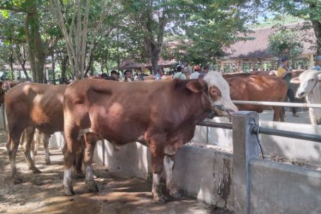 Kementan Tambah 2.500 Vaksin PMK untuk Peternak di Polewali Mandar